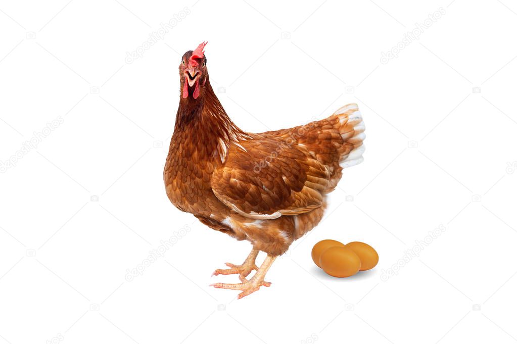 Brown hen with eggs isolated on white background, Chicken isolated on white.
