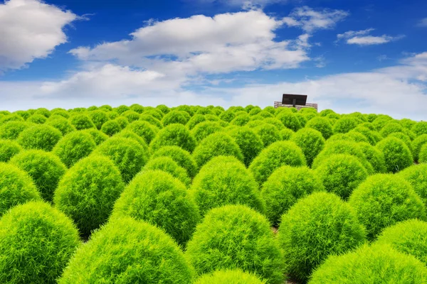 Prachtige Kochias Hitachi Seaside Park Japan — Stockfoto