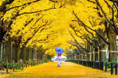 Sonbaharda sarı ginkgo ağacında geleneksel Japon kimonosu giyen güzel bir kız. Tokyo, Japonya 'da sonbahar parkı.