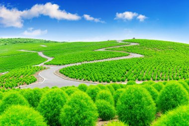 Beautiful kochias at Hitachi seaside park, Japan. clipart