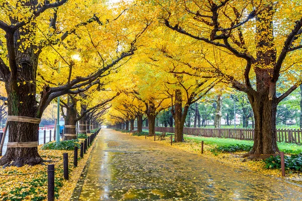 Satır Sonbaharda Sarı Ginkgo Ağacının Tokyo Japonya Sonbahar Park — Stok fotoğraf