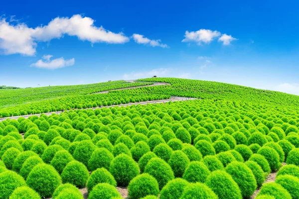 Prachtige Kochias Hitachi Seaside Park Japan — Stockfoto