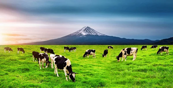 Kor Som Äter Frodigt Gräs Det Gröna Fältet Framför Fuji — Stockfoto