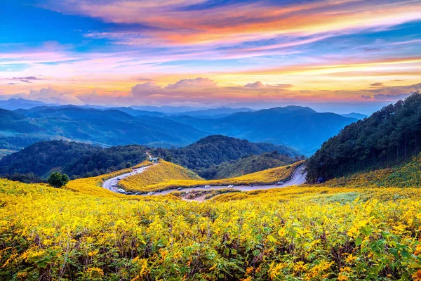 Tung Bua Tong Mexican Sunflower Field Sunset Mae Hong Son — Stock Photo, Image