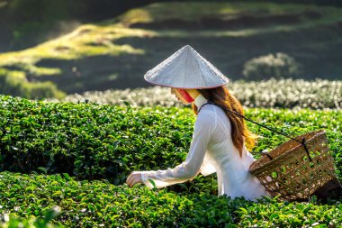 Yeşil çay tarlasında geleneksel Vietnam kültürü giyen Asyalı kadın..