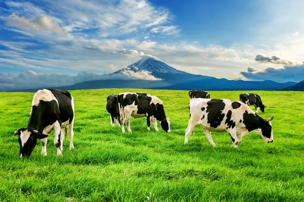 富士山の目の前の緑の畑で緑豊かな草を食べる牛 — ストック写真