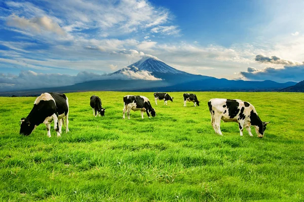 Mucche Che Mangiano Erba Rigogliosa Sul Campo Verde Fronte Monte — Foto Stock