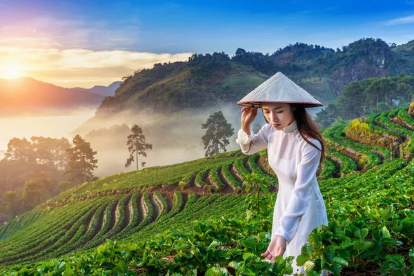 Asijská Žena Nosí Vietnamské Kultury Tradiční Jahodové Zahradě Při Východu — Stock fotografie