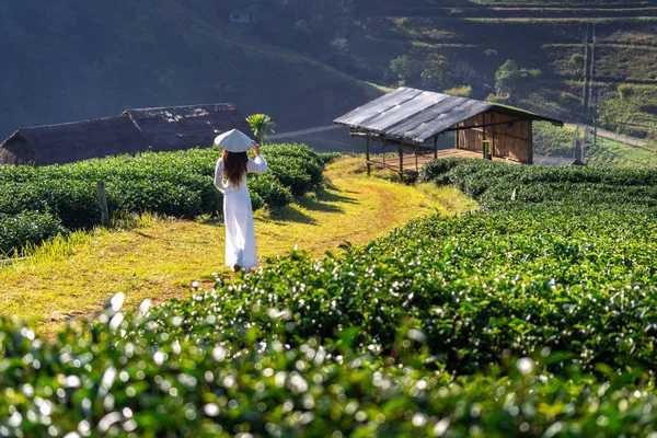 Азиатка Традиционной Вьетнама Культуре Зеленого Чая — стоковое фото