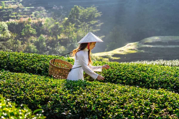 Asian woman wearing Vietnam culture traditional in green tea field.