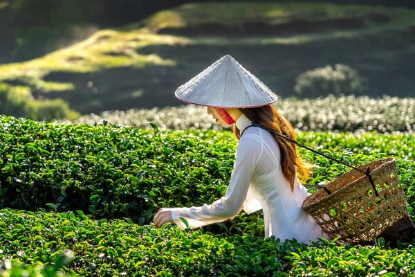 Mujer Asiática Vistiendo Cultura Vietnam Tradicional Campo Verde —  Fotos de Stock