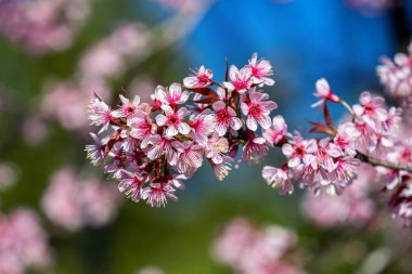 İlkbaharda kiraz çiçekleri sakura açar..