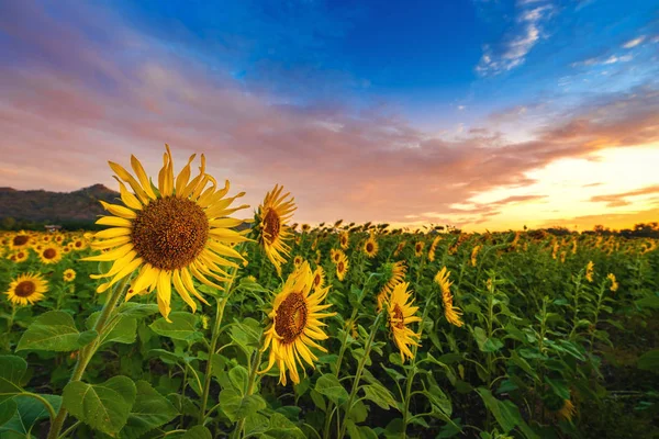 Felt Med Blomstrende Solsikker Ved Soloppgang – stockfoto