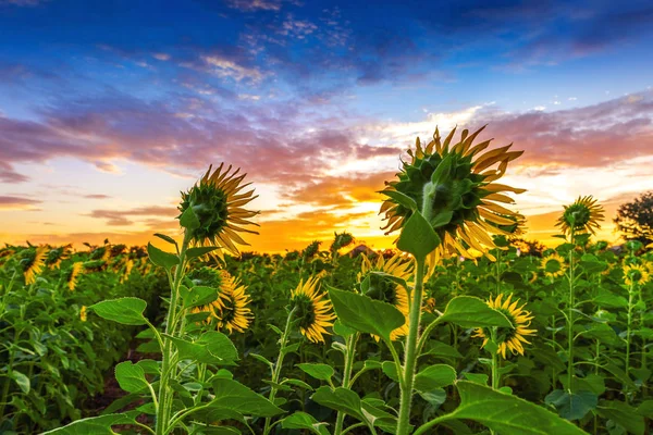 Bidang Mekar Bunga Matahari Saat Matahari Terbit — Stok Foto