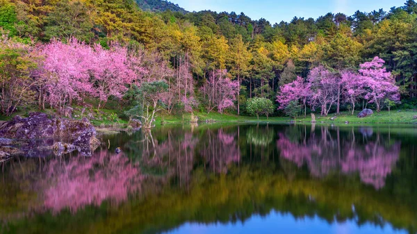 春に咲く美しい桜 — ストック写真