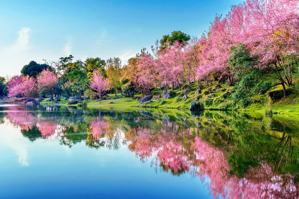 Belles Fleurs Cerisiers Arbres Fleurissant Printemps — Photo