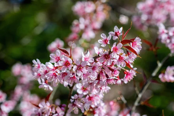 Cseresznyevirágzás Sakura Teljes Virágzás Tavasszal — Stock Fotó