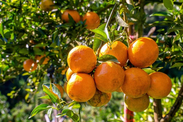 Orange garden, Orange trees in the garden.