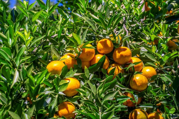 Orange Garden Orange Trees Garden — Stock Photo, Image