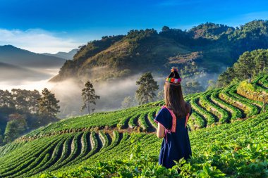 Doi Ang Khang, Chiang Mai, Tayland 'da çilek bahçesinde giyinmiş bir kadın..