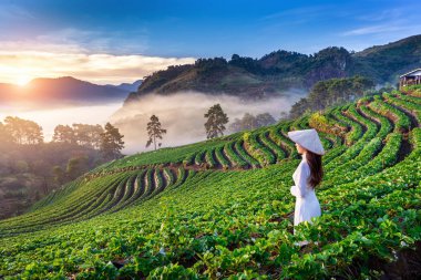 Çilek bahçesinde geleneksel Vietnam kültürü giyen Asyalı kadın Doi Ang Khang, Chiang Mai, Tayland.