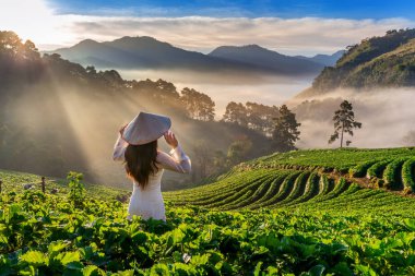 Çilek bahçesinde geleneksel Vietnam kültürü giyen Asyalı kadın Doi Ang Khang, Chiang Mai, Tayland.