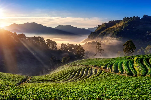 Hermoso Jardín Fresas Amanecer Doi Ang Khang Chiang Mai Tailandia —  Fotos de Stock