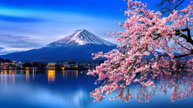 Fuji dağı ve kiraz çiçekleri ilkbaharda, Japonya.