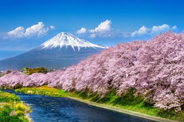 İlkbaharda Fuji dağları ve kiraz çiçekleri, Japonya.