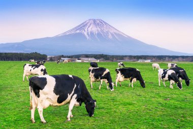 Cows eating lush grass on the green field in front of Fuji mountain, Japan. clipart