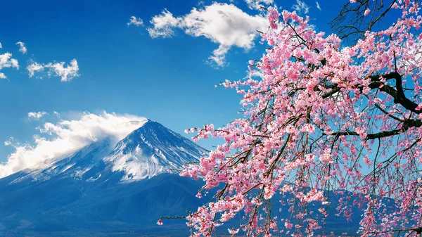 Fuji mountain and cherry blossoms in spring, Japan. — Stock Photo, Image