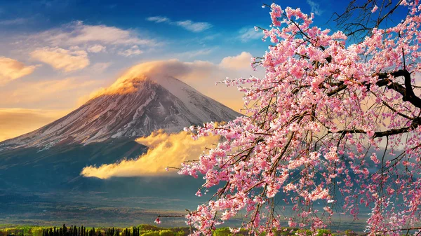 Fuji dağı ve kiraz çiçekleri ilkbaharda, Japonya.