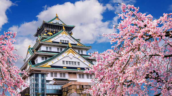 Цветение сакуры и замок в Осаке, Япония.