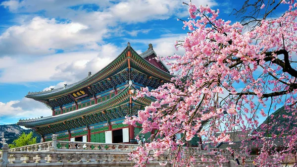 Flores de cerezo en primavera, Seúl en Corea . — Foto de Stock
