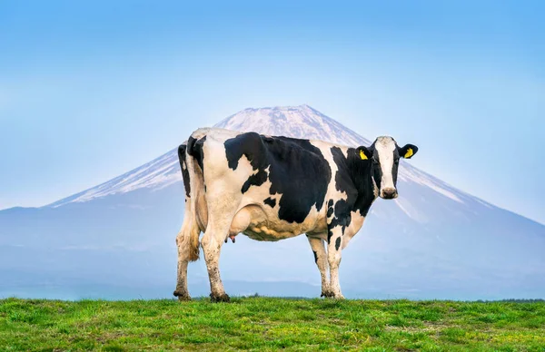 Cows standing on the green field in front of Fuji mountain, Japan. — Stock Photo, Image