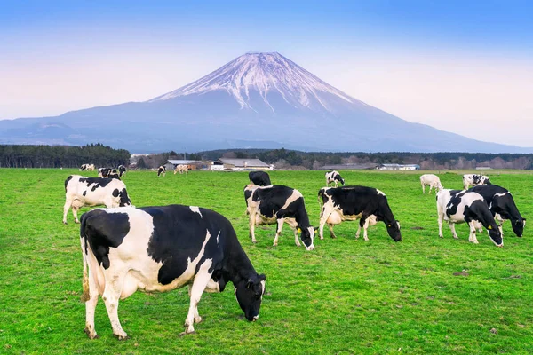 富士山の目の前の緑の畑で緑豊かな草を食べる牛. — ストック写真