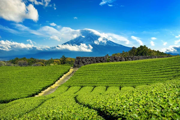 Fuji mountains and green tea plantation in Shizuoka, Japan. — Stock Photo, Image