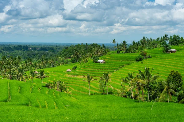 Rice Terrace in Bali island, Indonesia. — Stock Photo, Image