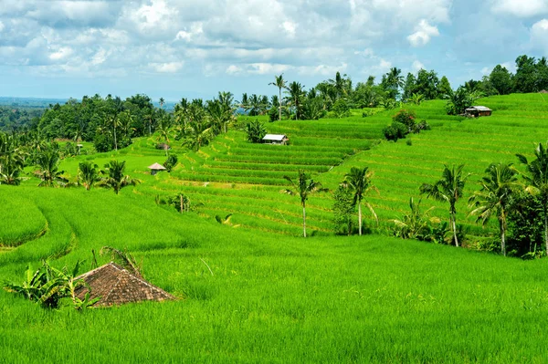 Рисова тераса на острові Балі, Індонезія. — стокове фото