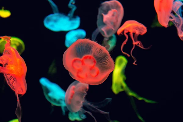 Meduse colorate sott'acqua. Meduse in movimento in acqua. — Foto Stock