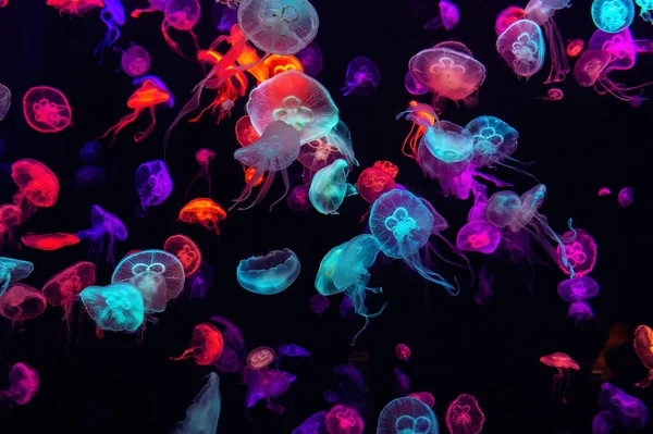 Meduse colorate sott'acqua. Meduse in movimento in acqua. — Foto Stock