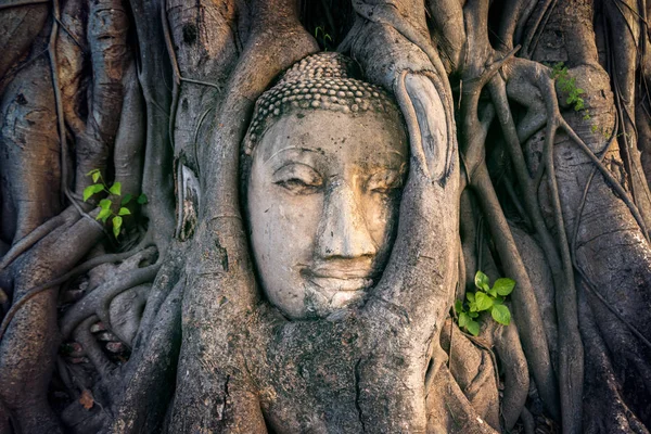 Cabeça de Buda na figueira em Wat Mahathat, parque histórico de Ayutthaya, Tailândia . — Fotografia de Stock