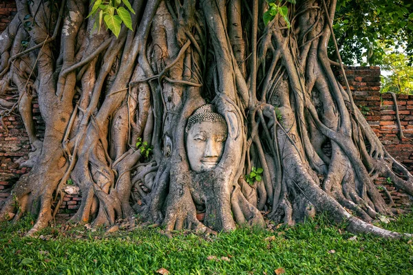 Будда головою в фігове дерево в Wat Махато, історичний парк Аюттхая, Таїланд. — стокове фото