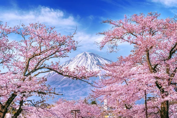 Fuji montanha e cereja flores na primavera, Japão. — Fotografia de Stock