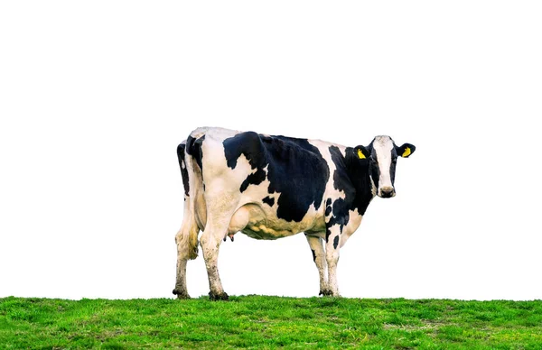 Vacas em pé no campo verde. Vacas isoladas sobre fundo branco . — Fotografia de Stock