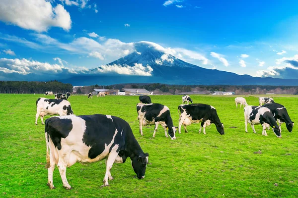 Vacas comiendo hierba exuberante en el campo verde frente a la montaña Fuji, Japón. — Foto de Stock