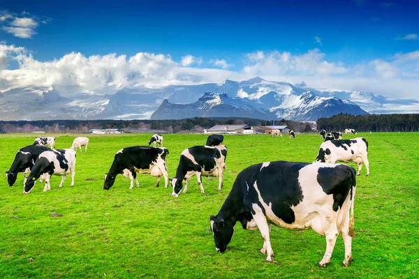 Kühe fressen saftige Gräser auf der grünen Wiese. — Stockfoto