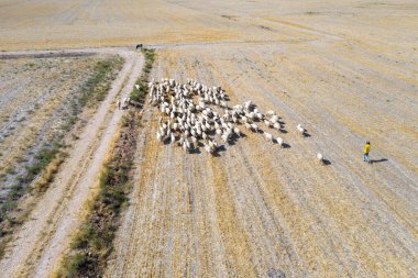 Koyun sürüsü tarlada. Koyunların havadan görünüşü.