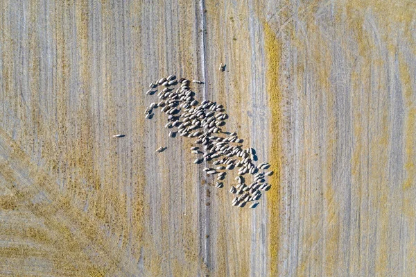 Mandria Pecore Sul Campo Veduta Aerea Degli Ovini — Foto Stock