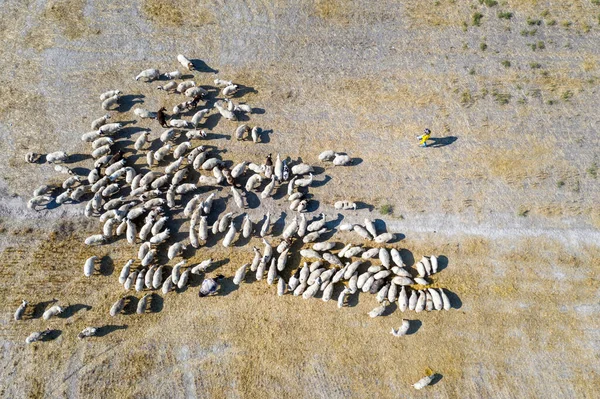 Stado Owiec Polu Widok Powietrza Owce — Zdjęcie stockowe